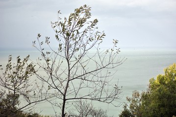 albero spoglio in autunno davanti al mare