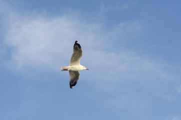 Obraz premium seagul bird with blue sky