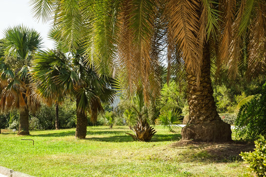 Old palm trees in subtropical Park
