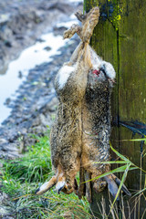 Two brown hare hanging on a post after game drive