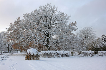 Snow-covered park in the sunny day