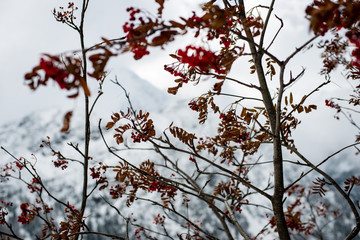 cold morning in the mountains in winter  with snow and rowan tre