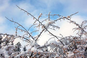 Snow-covered park in sunny day