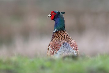 Alert Male European Ring-necked Pheasant (Phasianus colchicus) looking over his shoulder.