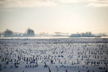 cold morning in the field in winter