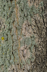 background from old wooden boards