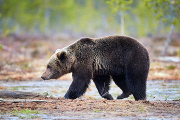 Obraz na płótnie Canvas Brown bear in the taiga