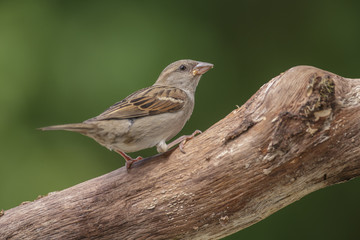 Common house sparrow