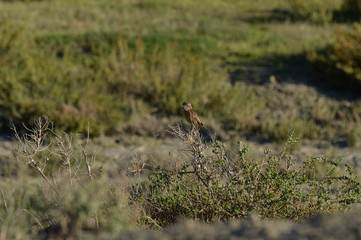 aves y marismas en las salinas del guadalquivir 