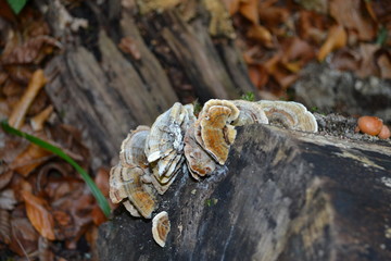 mushroom