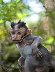 baby macaque in the jungles of Sumatra