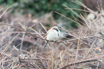 A little bird on a branch.