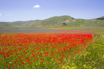 la fioritura della lenticchia a castelluccio, Italia