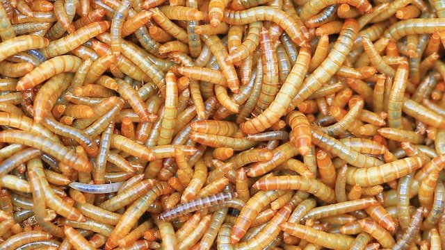 Worms, Meal worms is the common name for the larvae of the beetle Tenebrio molitor