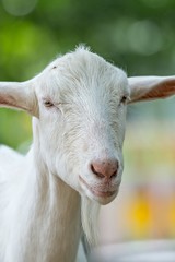 goat posing at a country farm