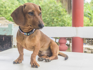 Dachshund, color café, con su mirada intensa.