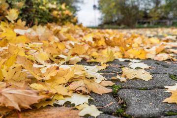 Herbstlaub, belbe Blätter im Herbst auf dem Fußweg, 