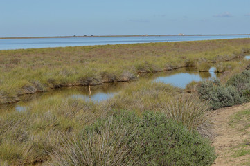 aves y marismas en las salinas del guadalquivir 