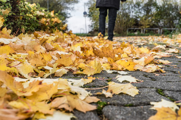 Obraz premium Herbstlaub, belbe Blätter im Herbst auf dem Fußweg, 