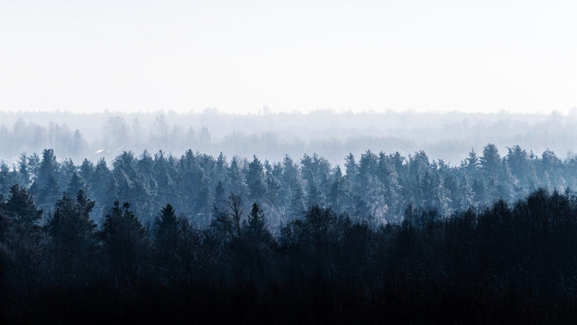 Vast forest in the fog. Landscape.