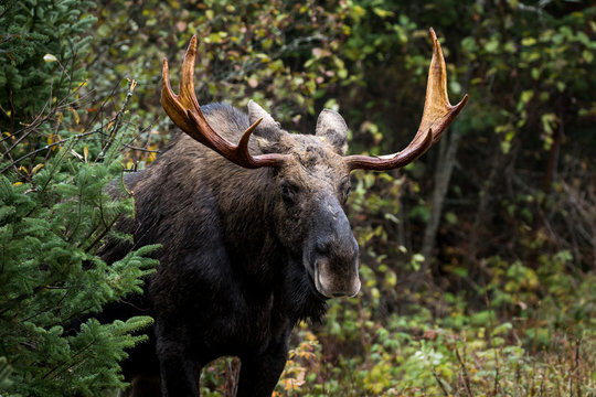 Moose - Alces alces, a male bull emerging from the forest.