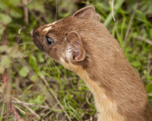 Least Weasel