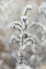 Dried sprig of thistle.