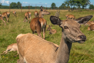 Deer grazing in field