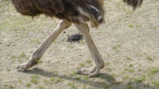 A black feathery ostrich walking slowly on the ground and picking some foods using his beak and long neck