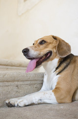 Beagle dog lying in the floor / Beagle lying in the floor breathing heavily resting after active play with his tongue out