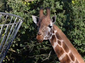 Partie du corps d'une girafe