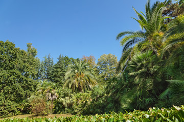 Fototapeta na wymiar Thickets of palm trees