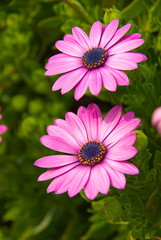 Obraz premium デイジー