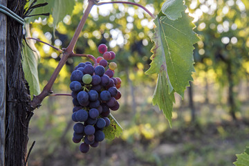Fototapeta premium Red grapes bunch in the vineyard