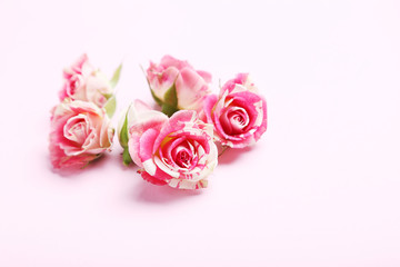 Rose flowers on a pink background