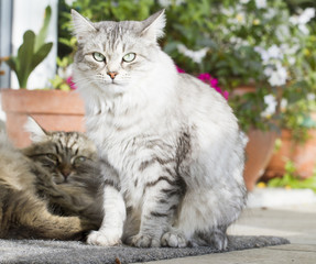 Naklejka na ściany i meble Beautiful silver domestic cat of siberian breed in the garden