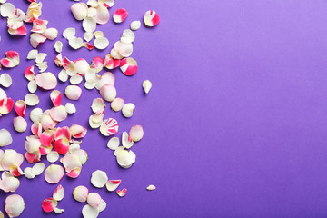 Rose petals on a purple background