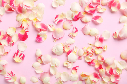 Rose petals on a pink background
