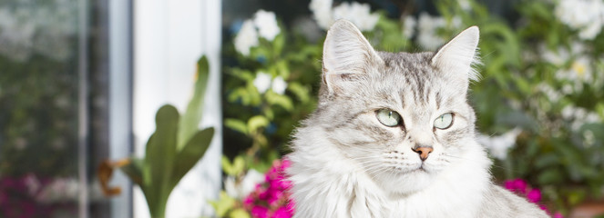 Beautiful silver domestic cat of siberian breed in the garden