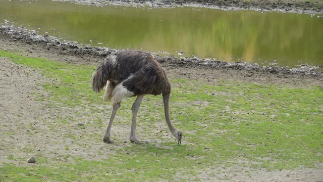 The long necked ostrich picking foods on the ground using its long beak near the water lake