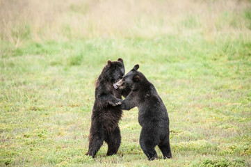 Young Playing Brown Bears, Pack Creek, Admiralty Island