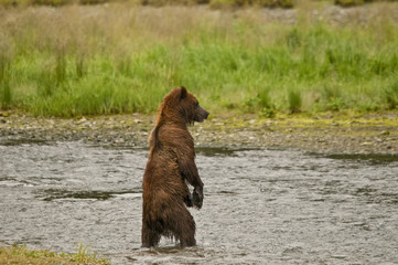 Fototapeta premium This brown bear checks out rival at Pack Creek, Admiralty Island.