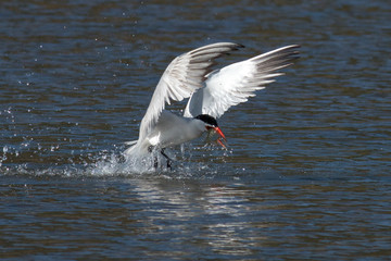 Caspian tern catches a fish