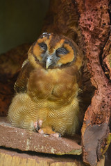 Inside view of Kuala Lumpur Bird Park. Kuala Lumpur Bird Park is reputed to be the largest walk in free flight aviary in the world
