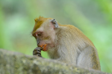 Inside view of Kuala Lumpur Bird Park. Kuala Lumpur Bird Park is reputed to be the largest walk in free flight aviary in the world