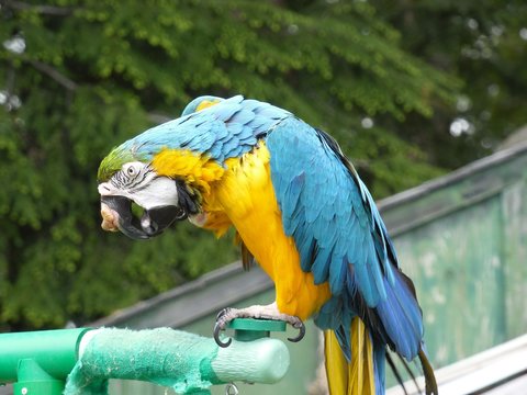 Morgan B&G Macaw and Rocky YNA