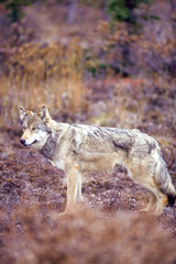 Timber wolf or gray wolf