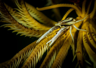 Crinoid squat lobster (Allogalathea elegan) on the Angel's Window dive site, Lembeh Straits, North Sulawesi, Indonesia