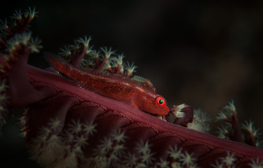 A goby (gobiidae) with parasite tries to blend into a sea pen (pennatulacea) on the Angel's Window...