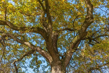 Fototapeta premium Eichenbaum im Herbst